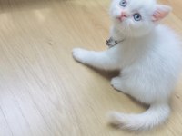 Safkan kaliteli güzel karakterli şivava bebekler