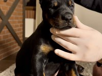 DEV GİBİ EUROPEN DOBERMAN YAVRULAR
