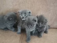 British shorthair çocuklarımı sahiplendiriyorum