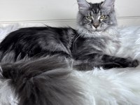 Dev Maine Coon Dişi Ns22