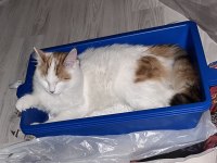 Oyuncu kedimiz Lola ailesini arıyor