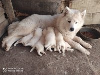 KAR BEYAZI SAMOYED YAVRULARIMIZ YENİ SAHİBİNİ ARIYOR