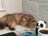 British Longhair Ücretsiz Sahiplendirme
