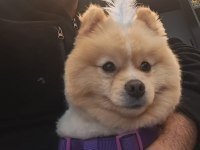 1 Yaşında Damızlık Pomeranian Boo