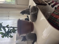 Yavru british shorthair kedisi