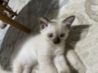 2 aylık dişi ve erkek yavrular siyam
