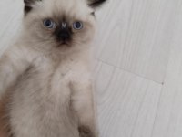 Brıtısh blue poınt 2 aylık yuva arıyoruz