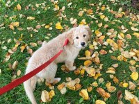 Safkan golden retriever 4 aylık