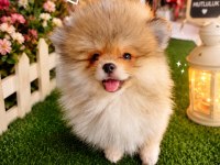 Erkek Pomeranian Boo Tuvalet Eğitimli