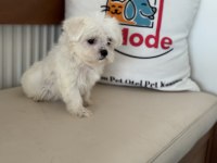 Petmode köpek çiftliğinde ziyarete açık kore maltese
