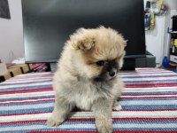 REZERVEYE AÇIK KÖPEĞİMİZ 2