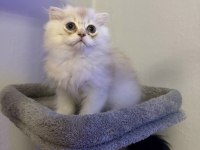 Üst Sınıf Scottish Fold Longhair Erkek Yavru