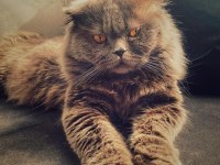 2 yaşında erkek scottish fold