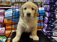 Golden retriever bebekler