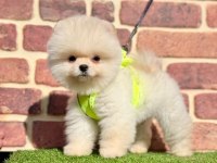 Safkan Pomeranian Boo Bebekler