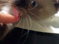 Minik scottish fold kızımızı sahiplendiriyoruz