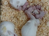 Her Renkte Gonzales Hamster Mevcut