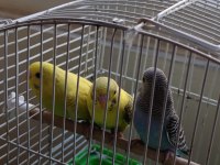 1 aylık yavru muhabbet kuşu ısırmaları kesinlikle yoktur