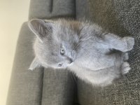 Antalya British Shorthair 2 Aylık
