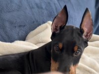 A++ KALİTE DOBERMAN YAVRULARIMIZ.