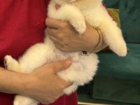 3.5 Aylık Ayı Surat Pomeranian Boo