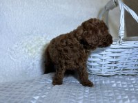 Orijinal toy poodle bebekler