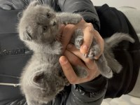 A kalite scottish fold yavrular
