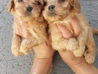 Maltipoo yavruları