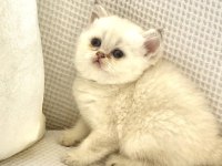 Beyaz Melek Deniz Gözlü British Shorthair Güzel Minnak