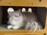 Pamuk prenses kedimiz