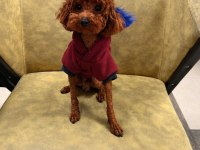 2Kg Red Yetişkin Erkek Toy Poodle