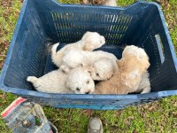 Aşılı garantili terrier bebekler uygun
