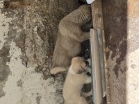 ÇİFT HARİKA KANGAL YAVRUSU