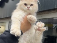 British Longhair Erkek Golden Cy12 Bebek Surat