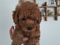 Siboşun poodle bebekleri