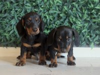 Klasik rengi ile mini dachshund