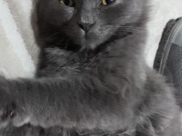4 aylık scottish fold yavrumuz