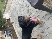 1.5 Yaşında Erkek Safkan Rottweiler