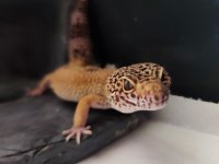 Erkek Pet Gecko