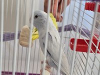 Buz mavisi damızlık erkek forpus