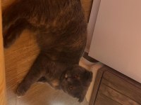 5.5 aylık güzeller güzeli bir dişi scottish fold