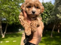 Kore Maltipoo Yavrumuz 