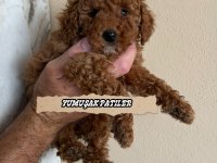 Sevimli Irk Toy Poodle
