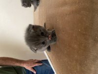 British shorthair kedisi