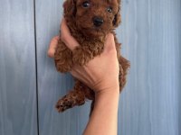 CORE TOY POODLE BEBEKLERİM YENİ SAHİBİNİ BEKLİYOR