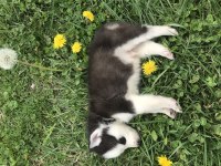 A kalite Husky