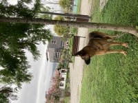 ALMAN ÇOBAN KÖPEĞİ