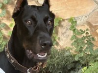 EN ÜST DÜZEY ŞECERE ÜLKEDE TEK DOBERMAN