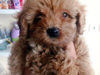 Maltipoo yavrular