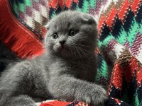 Dişi scottish fold yavrumuz sahiplendirilecektir 2 aylık